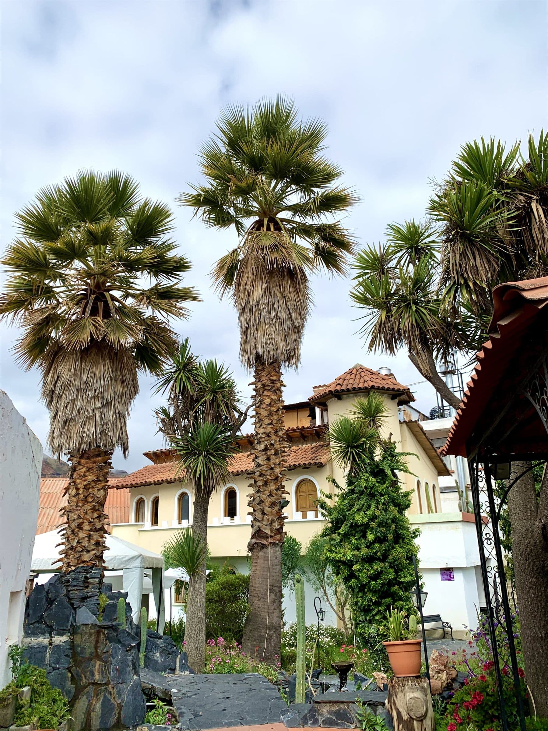 Palm-lined courtyard facing a tiled-roof facade with arched windows, finished by the Reborn group